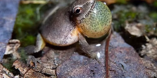 Persephone Songbook Practice and Potluck