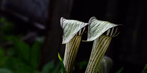 Folklore of Flowers
