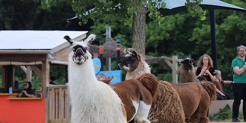 Wild Workouts: Yoga (Located at Llama Trek) 