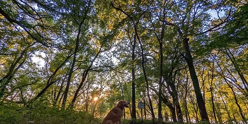 Know the Trees - Find the Mushrooms