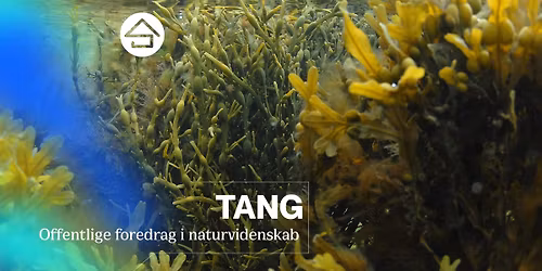 Tang \/\/ Studenterhus Odense