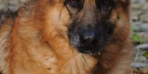 Household Obedience 1 class, suitable for dogs 8 months and older