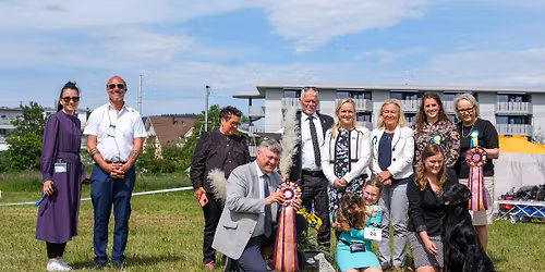 Dog Show Project 2026