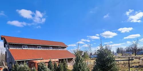 Start of 2025 Christmas Tree Season