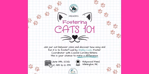 Fostering 101 w\/Kittens