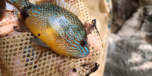 Fish Tales and Night Trails Kids Overnight Camp | Lake Thoreau