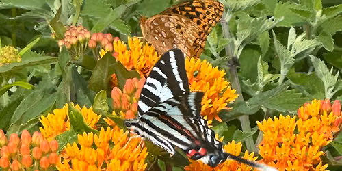 Butterfly House Tour