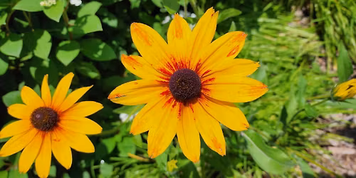 FLOWER SHOW: \u201cCelebrating Maryland's Eastern Shore"