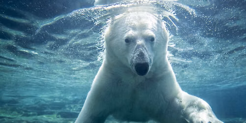 Polar Bear Breakfast