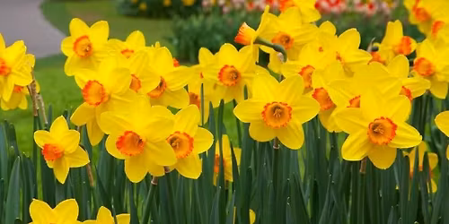 33rd Annual Easter Plant Sale