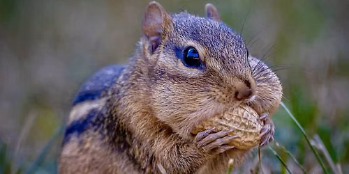 Little Explorers: Chipmunks