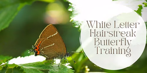 White Letter Hairstreak Butterfly Identification and Survey Training