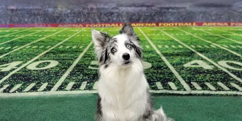 Tail-Gate Pawty & Photoshoot