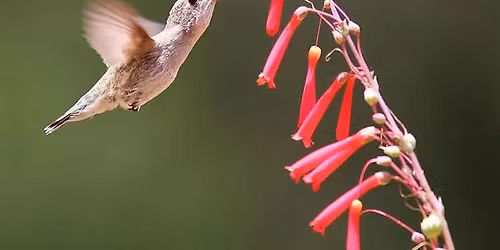 SAN DIEGO - How to Attract & Keep Hummingbirds in your Yard with Christine