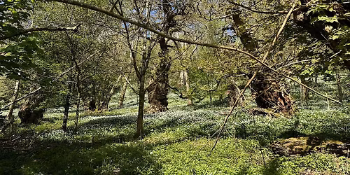 Introduction to Ancient Woodland Management