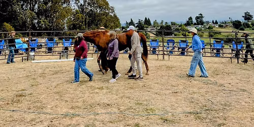 Harmony with Horses Meet and Greet