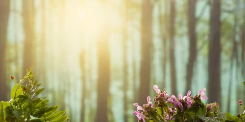 Mastering Plant Identification with Aaron Cook