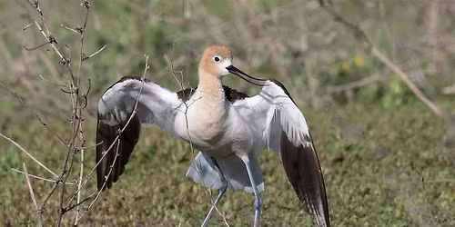 Guided Bird Hike at Blacks Creek Reserve