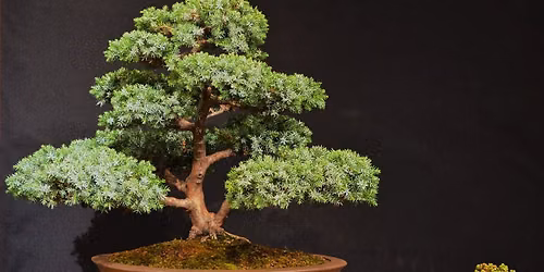 Kom och se hur en bonsai skapas!