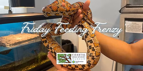 Friday Feeding Frenzy