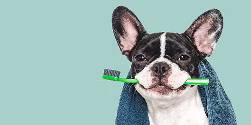 Anesthetic-free Teeth Cleaning - Gibsons 