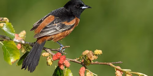 Beginner Bird Walk Forest Park