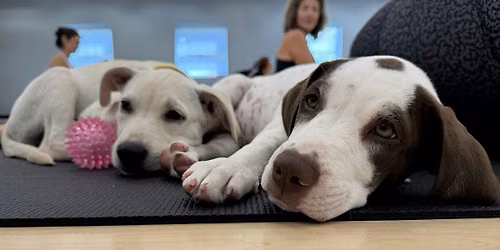 Rescue Puppy Strength & Stretch @ STRIDE Southlands with YogaSix Arapahoe