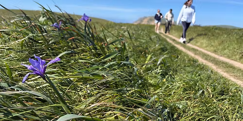 Wildflower Walks at Chimney Rock