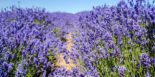 (Last Chance!) Cotswold Lavender & Britain's Most Beautiful Villages