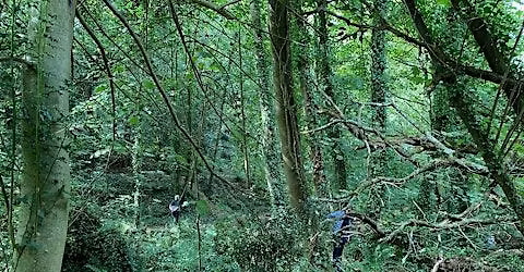 Sensory Foraging & Forest Bathing