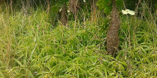 Swarm Management Workshop, Perth