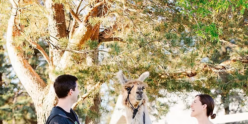Llama Trek with Wine