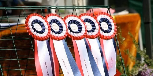 Utstilling med valpeshow for dachshund