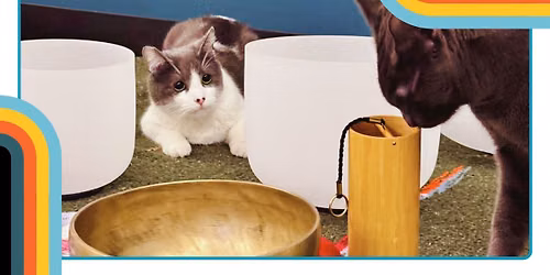 Sound Bath & Purrs \u2013 A Cat Cafe Experience