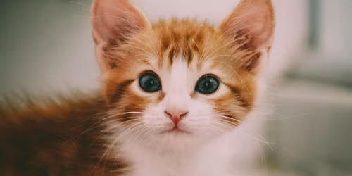 Kitten Foster Carer Workshop