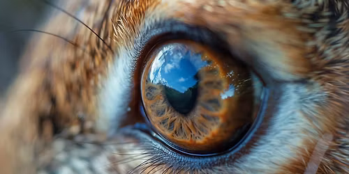 Spring Magic: Witches, hares and talking trees