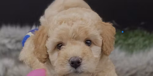 puppy meet and greet