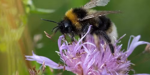 Verdens biedag: Pr\u00f8v deg som insektforsker