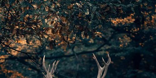 Give Yourself Some Love on the New Buck Moon