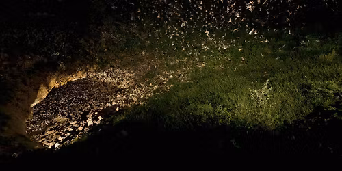 Evening Bat Flight