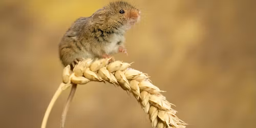 Harvest Mice Photography sessions