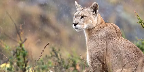 CoExistencia, sur les traces des pumas