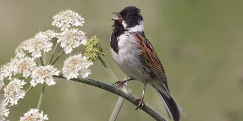 Dawn Chorus Walk, at RSPB Frampton