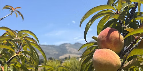 Farmer-Led Harvest Parties at Birdsong Orchards
