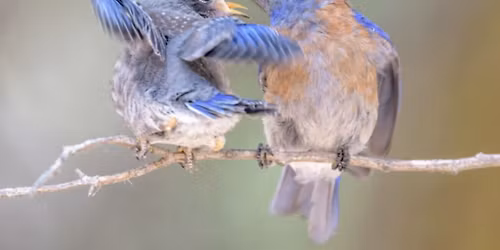 "For the Birds" Concert
