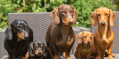 Dachshunds Meetup and Play date at Dogdrop Ft Lauderdale