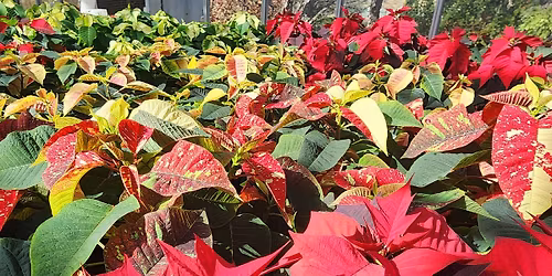 Poinsettia Sale