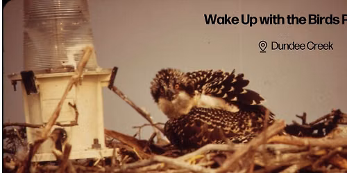 Wake Up with the Birds