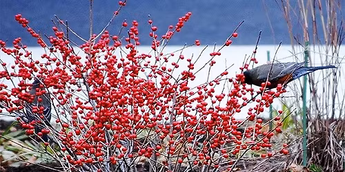 Good Gardening Saturday: Birds in Winter