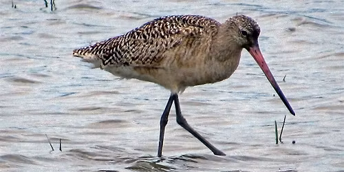 Amazing Animal Journeys